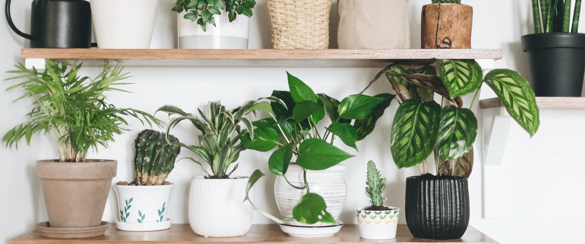 Explore The Best Air Filtering and Purifying Plants